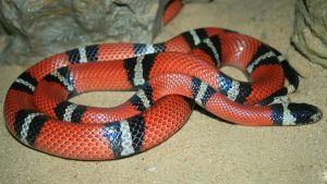 10 hechos flipantes sobre las serpientes