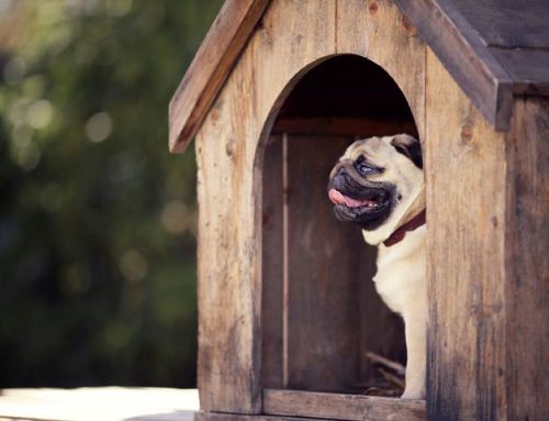 Perros y Gatos