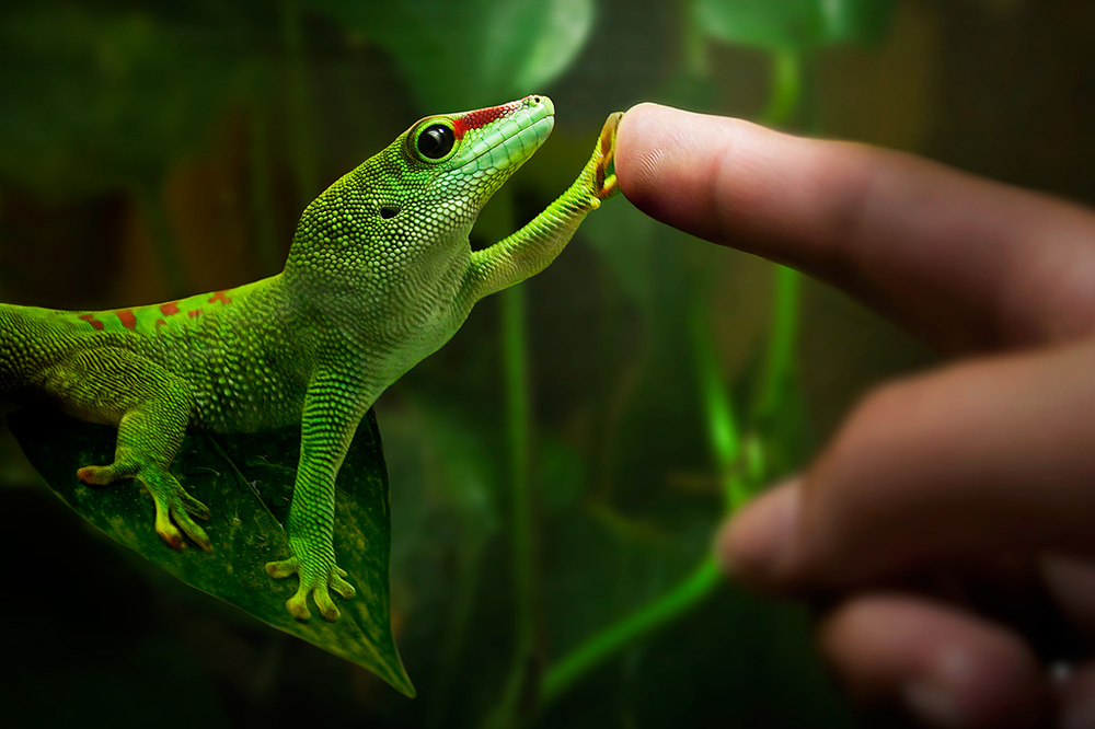 la belleza del mundo animal