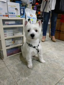 peluquería canina