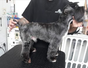 schnauzer