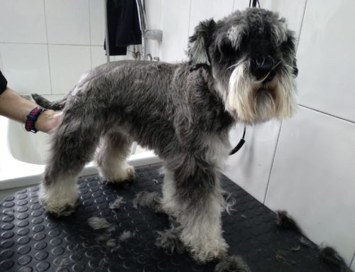 Con el Calor 🌞 todos a la Peluquería Canina! 🐩✂