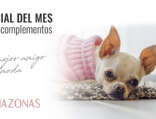 Outlet de Ropa para Tu Perro al mejor Precio