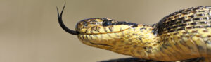 10 hechos flipantes sobre las serpientes