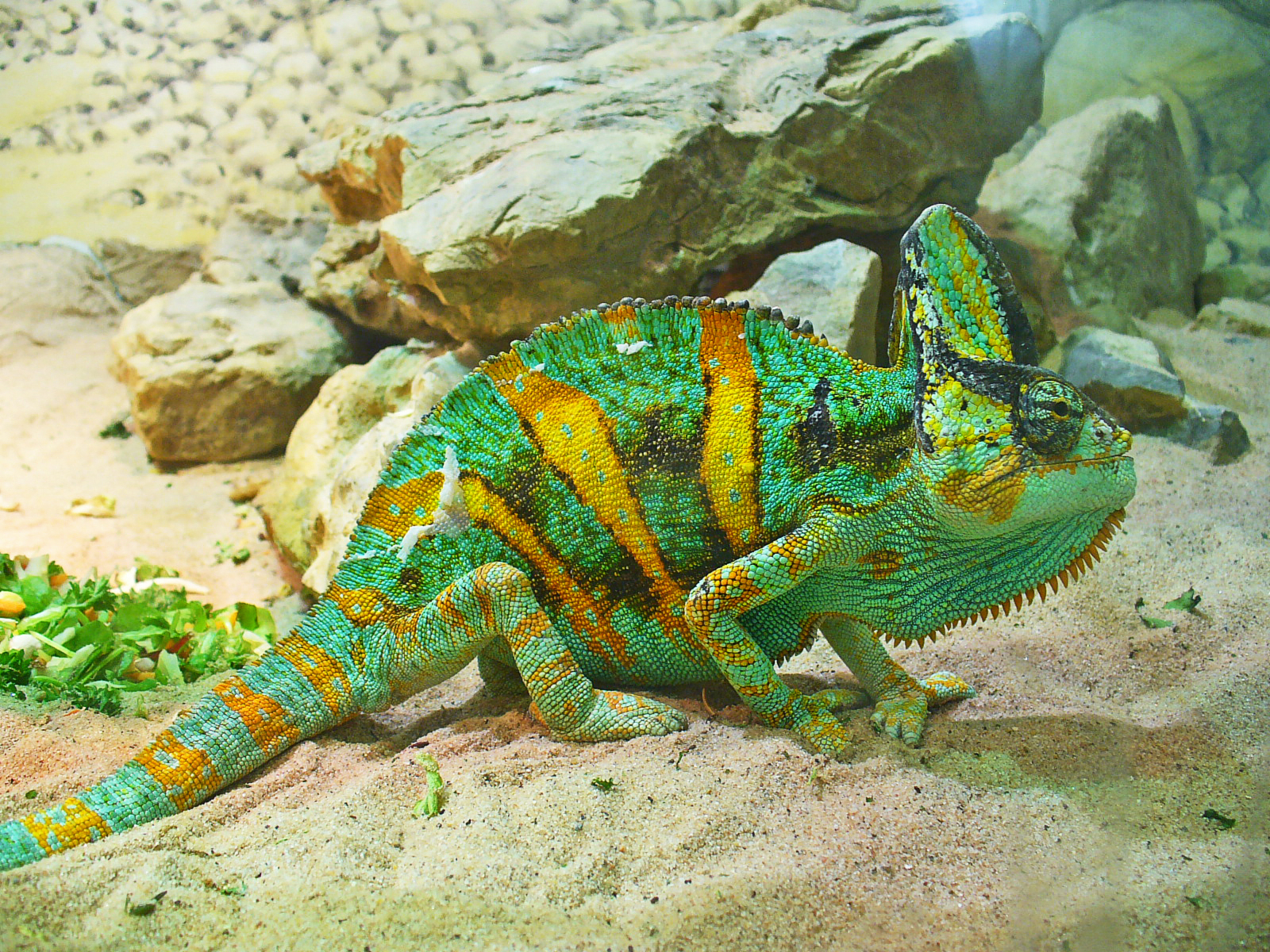 Especies Domésticas de Camaleón