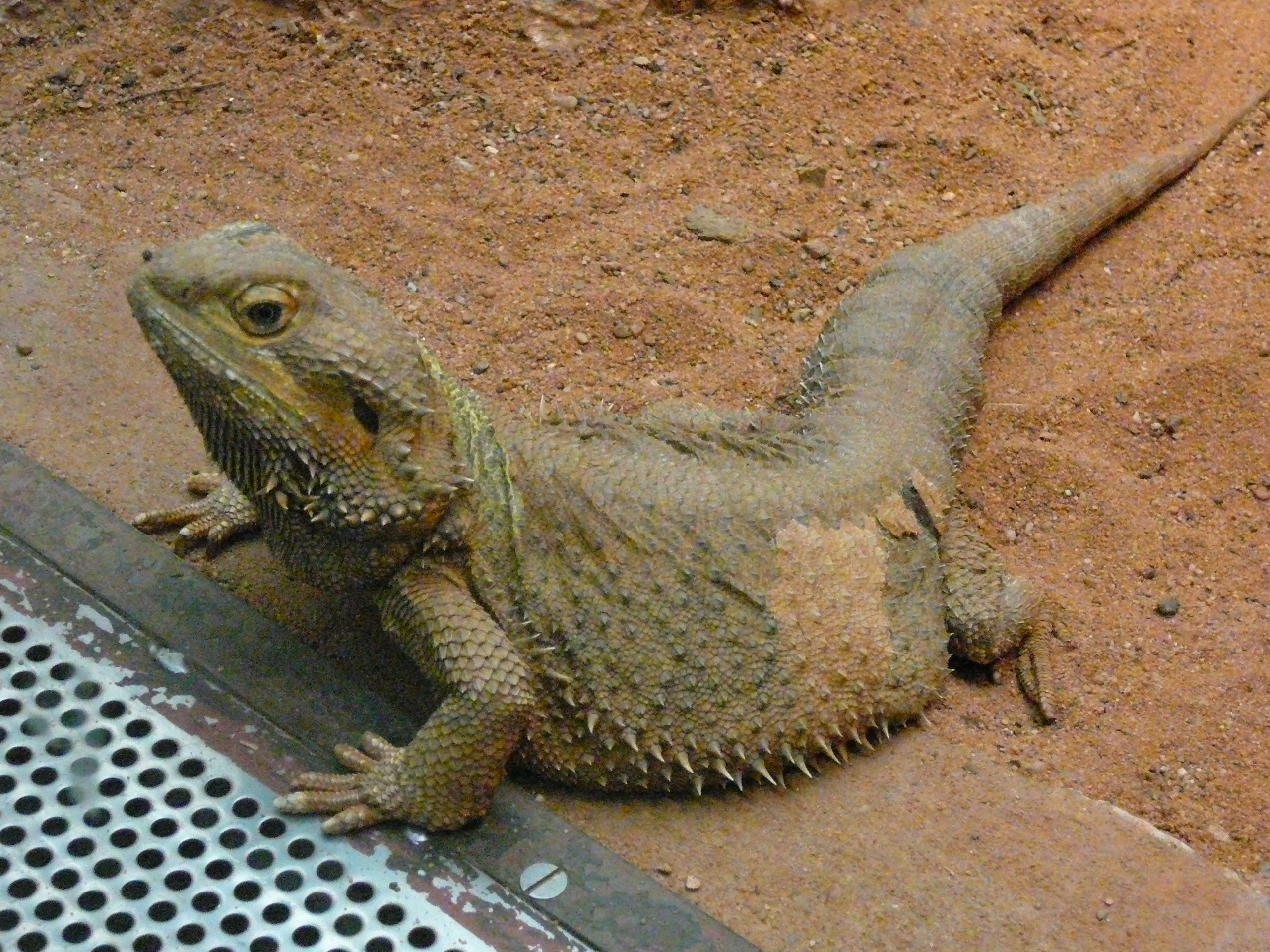 Nueva y Estupenda Pogona Mascota