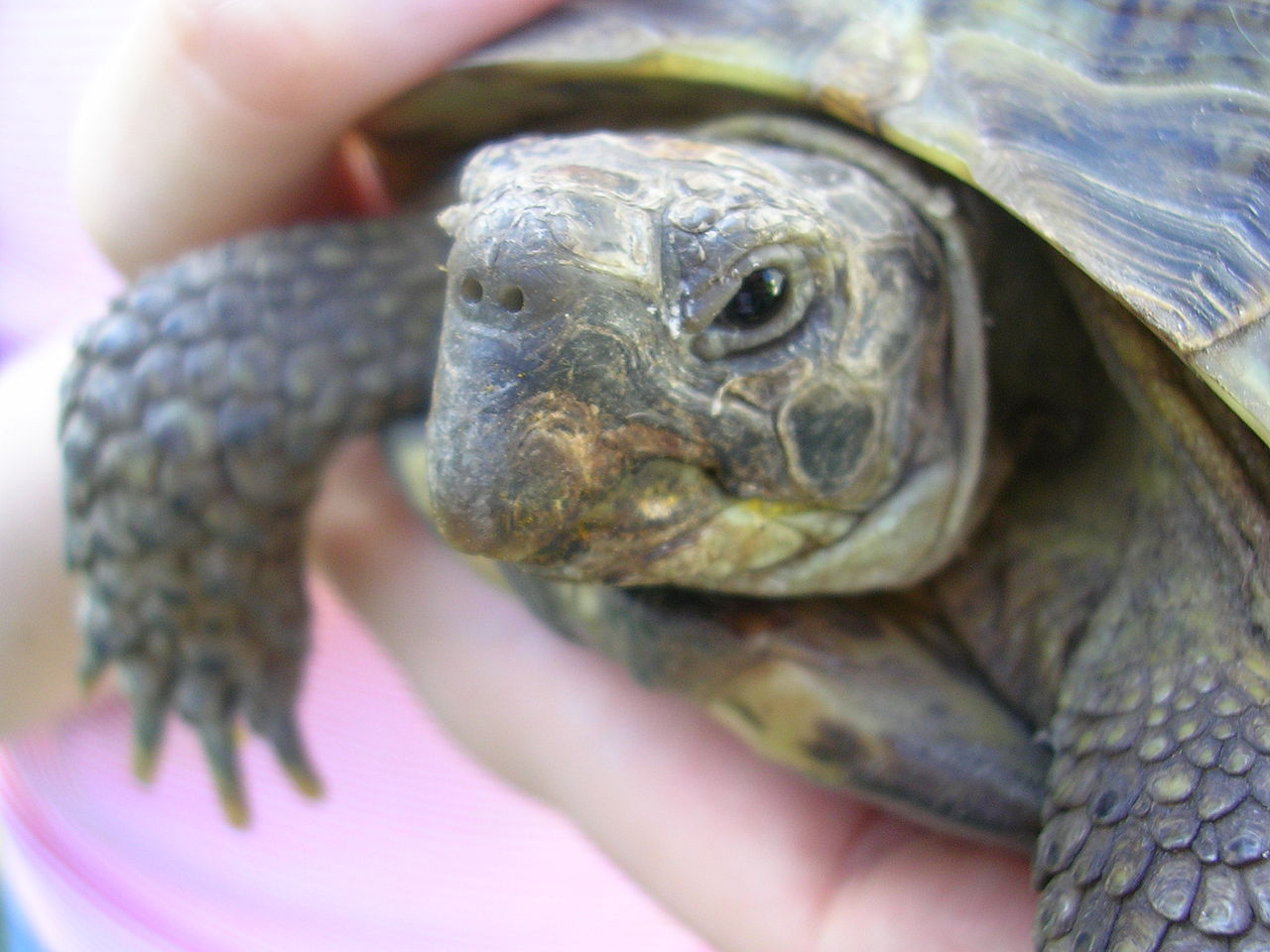 Adorables Tortugas Terrestres (Tortugas Rusas)