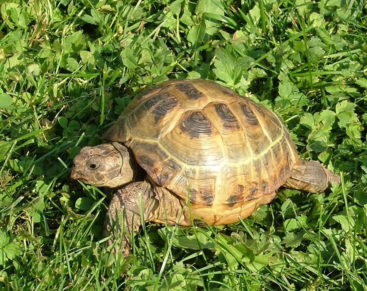 Adorables Tortugas Terrestres (Tortugas Rusas)