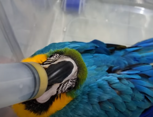 Guacamayo Papillero de 3 meses 🐦