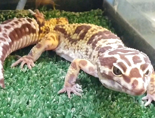 Cosas que Deberías Saber sobre los Geckos 🦎🦎