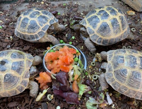 Tortugas de Tierra