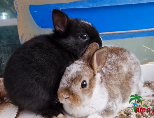 Como Cuidar a un Conejo