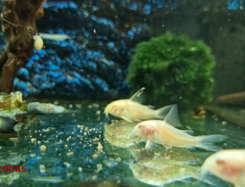 Semana de los Acuarios: Nuevos Peces 🐟🐠 | Corydora Pimienta, Neon Chino Oro, Medaka Naranja, Fanfail Rojo blanco