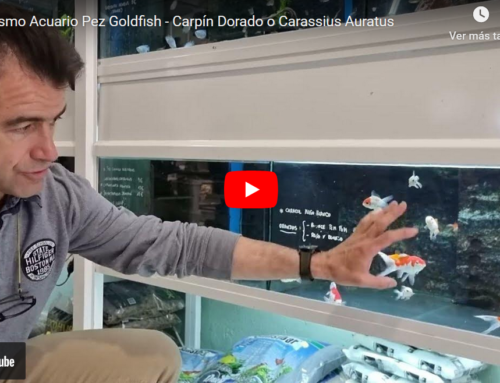 Decoración Acuario PEZ GOLDFISH