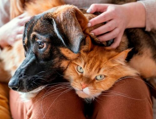 Beneficios de tener un animal de compañía