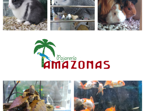 Un Universo Fantástico de Peces, Cobayas, Pájaros y Tortugas en Armonía