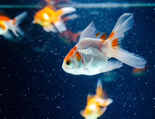 ¡Sumérgete en la Experiencia Animal! Descubre la Variedad Exclusiva en Peces, Pájaros, Tortugas y Cobayas