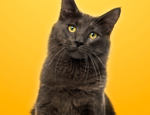 Secretos de los Gatos Domésticos: Descubre por qué son tan Populares y Adorables. Guía Completa sobre su Comportamiento, Cuidados y Curiosidades